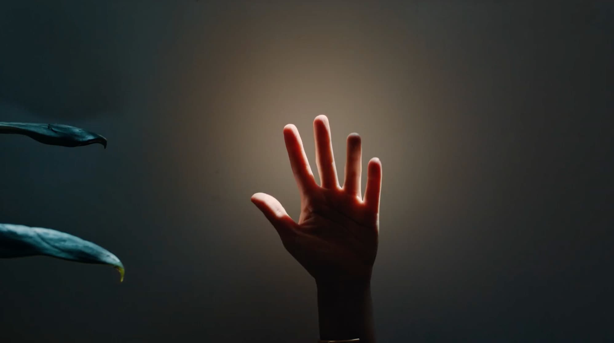 A hand reaches toward a patch of sunlight beside a houseplant.